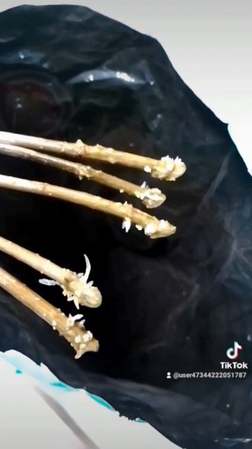 гортензия,укоренение в воде