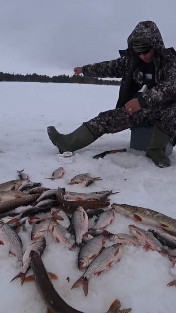 ВОТ ЭТО ПОРОСЯТА!!! 😯 #sorts #рыбалка #клеваярыбалкаямала