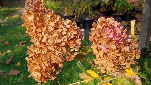 238be13d24c757d6f048003f7a16559d