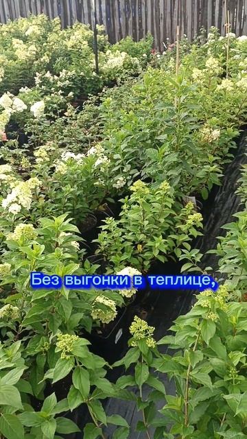 Метельчатая гортензия, середина июля. #гортензия #bobo #ro