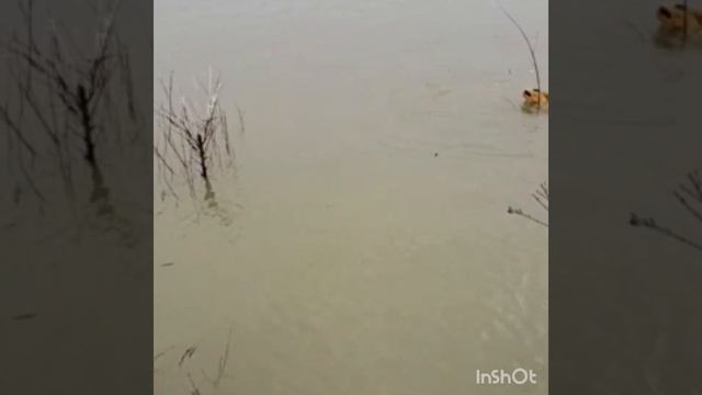 Залатой сом 4 кг