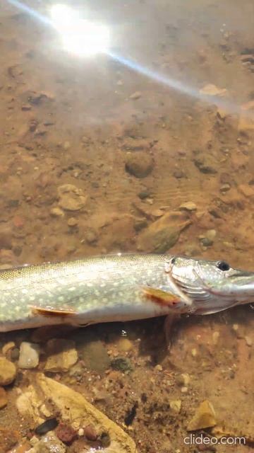 Озернинское водохранилище осень 2024