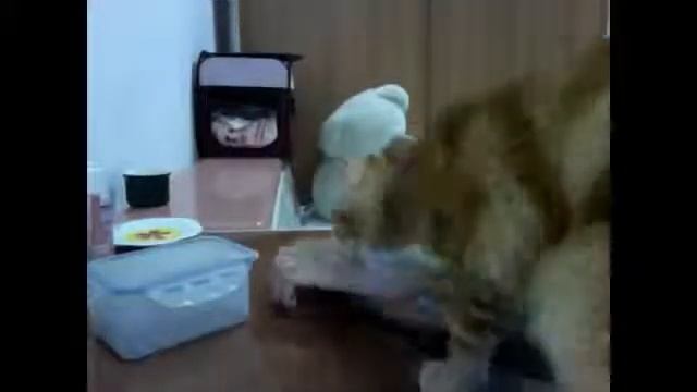 Самые Прикольные Видео С Котами Кошками И Котятами