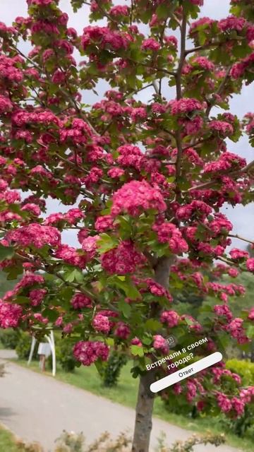 Удивил красивым цветением #красотаприроды #весна #при?