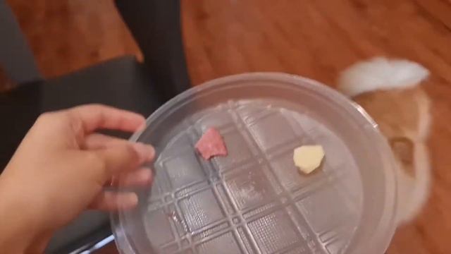 Что выберет шпиц покушать?😊