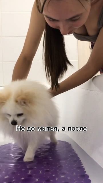 Грумеры молчат об этом #бонди #собака #шпиц #шпицалогия #пушистыйдруг #померанец #щенок