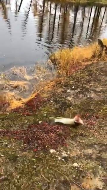 осенняя рыбалка ЯМАЛ