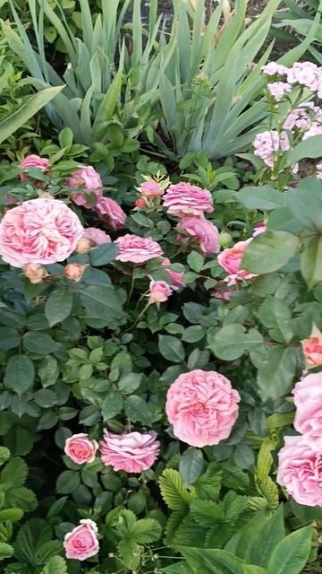 6097d921edeb056ff27cfbd2e7975b46