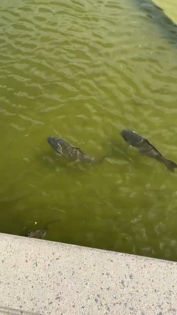 Вот где на фидер нужно рыбачить! #рыбалка #fishing #angeln #рыб