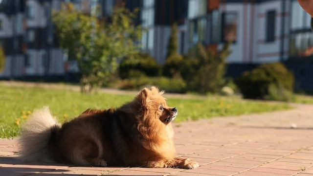 Самый умный шпиц в мире | Вьюга