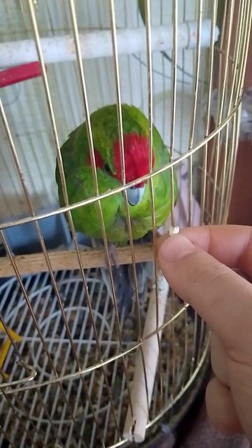 Ладно так уж и быть возьму у тебя эту вкусную семку #short