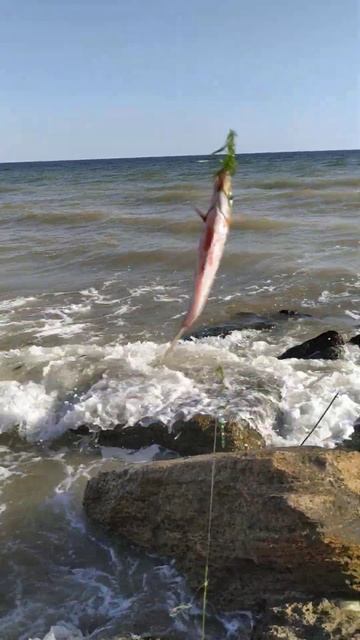 Ставрида сегодня вечером поклевки есть но много водор