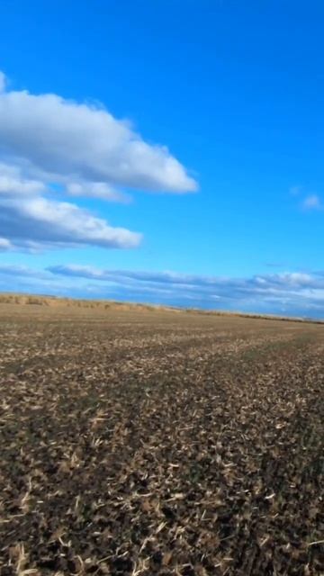 Охота на зайца✅ #охота