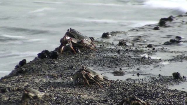 Морские обитатели №1. Крабики