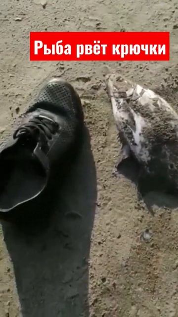 Такая рыба рвёт крючки #рыбалка #shorts