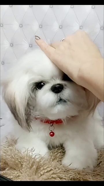 Реалистичная игрушка-собачка ши тцу #realistictoy #realistic # мя?