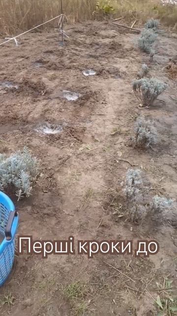 посадка лаванди осінню