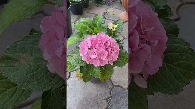 Гортензия крупнолистная Пинк Сенсейшн 30.06.24 г Армавир