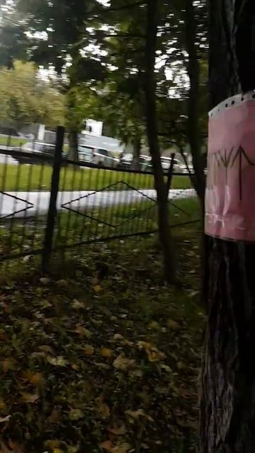 Руны на деревьях в Москве. согласованный забор, гагари