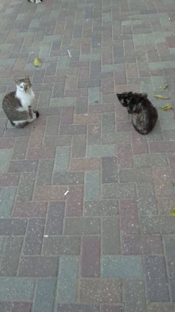 Сидело несколько котов и пёсель лаял за забором. Cute Stray