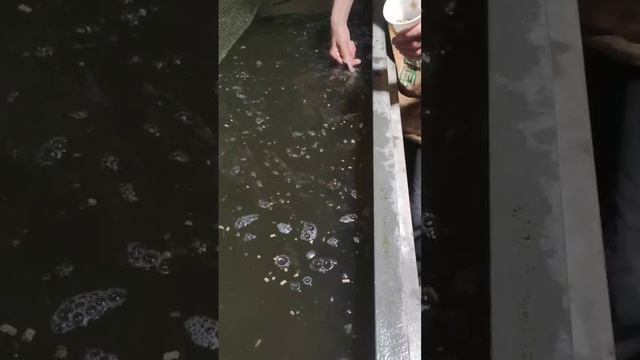 Кормление осетра