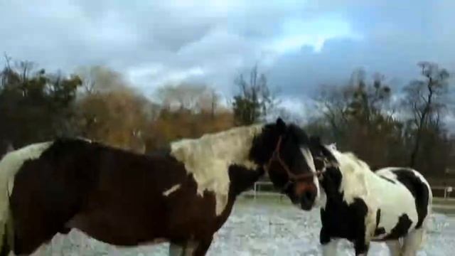 Лошади целуются