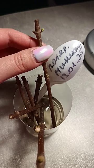 Проращиваем зелёные почечки у гортензии. Все пошагово