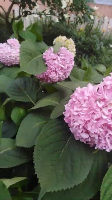 Гортензия розовая