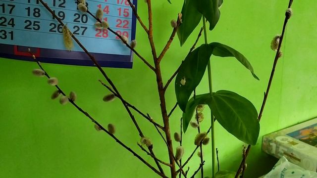 Оказывается Цинии могут как помидоры укореняться