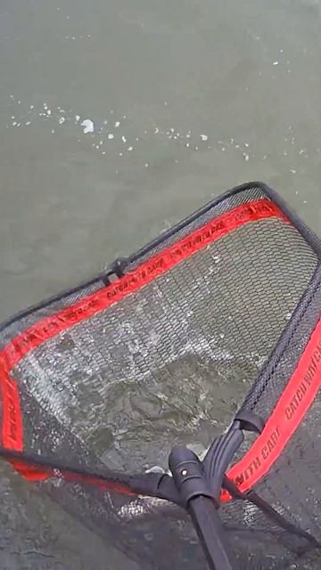 Судачий прототип / PAL 2023 #shorts #fishing #xbaits #pal