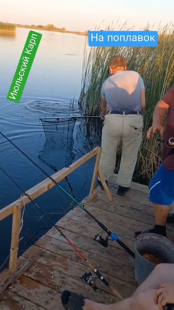 Ловля карпа на поплавок #рыбалка #fishing #карп #carpfishing #Shorts