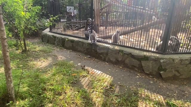 ВЛОГ:НОВОСИБИРСКИЙ ЗООПАРК ИМЕНИ ШИЛО