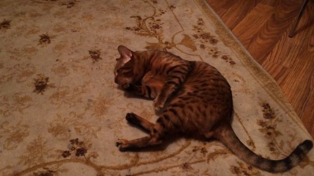 Кот ест оливку как выдра