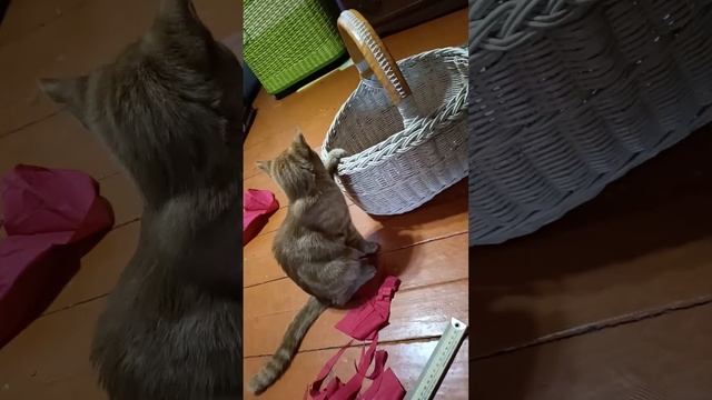 ❤кошка Славнюшка❤и куча маминых корзин, к одной из ко
