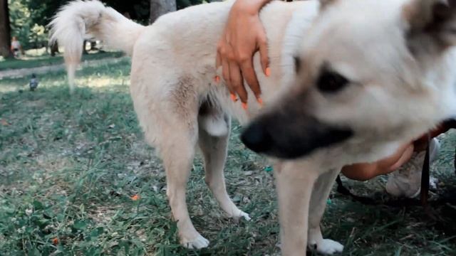 Дев'ятий фестиваль «Друг з притулку»