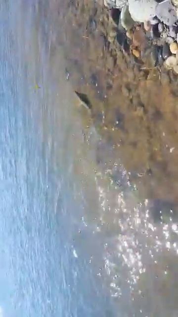 красноперка на стример