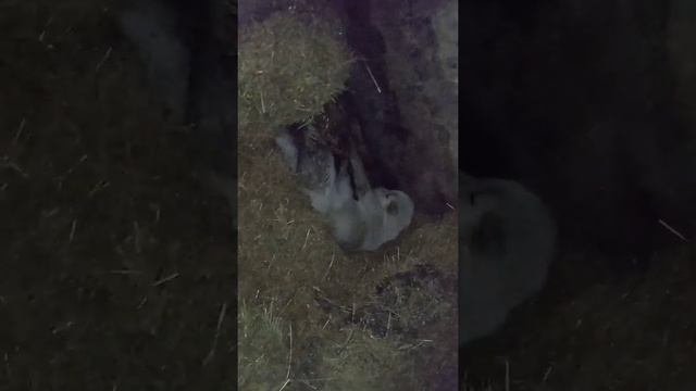😳Снежок🐩Родила🥳✌🥳👍🥳✌🐩🥳✌👍🐩🐩
