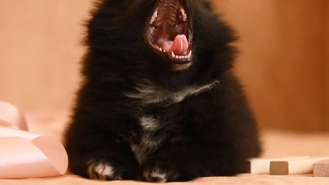 Померанский шпиц, 2 мес. кобель