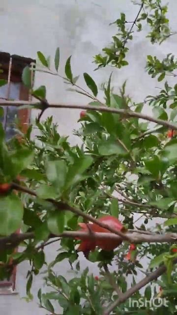 Цветение граната #гранат #цветет #сад #лето #дача