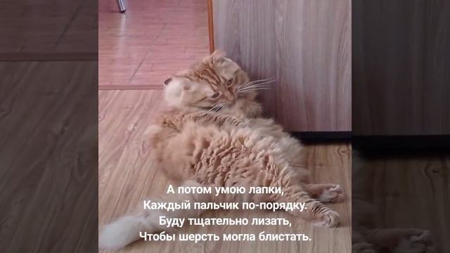 ШУБКА ЦАРЯ. ПРИКОЛЬНЫЕ КОТЫ. ПРИКОЛЫ С КОТАМИ.