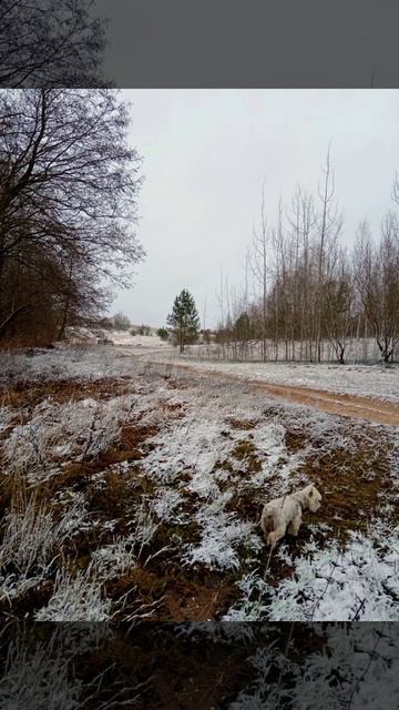 🙂❄️🏕️БЕЛАРУСЬ ДЕКАБРЬСКАЯ. 5 ДЕКАБРЯ. БРАСЛАВСКИЕ