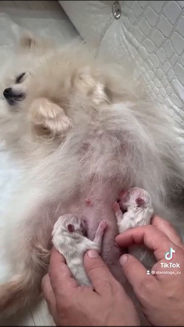 у Асти родились котята