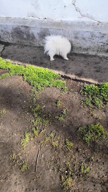 Доброе утро с Моной и Диной!