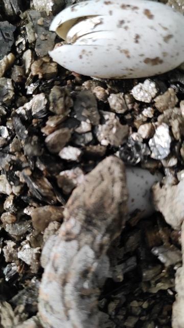 Вылупление гигантского бананоеда Rhacodactylus Leachianus