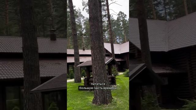 Тур на Алтай. Обзор отеля «Орлиное гнездо»