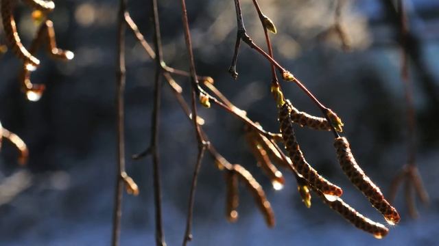 Майский снежок