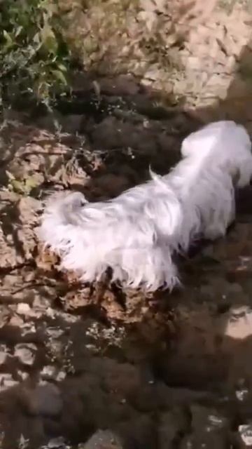 Глухая собака не проблема! #глухаясобака