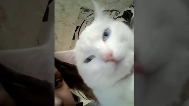 Мой котенок Снежок и я Углева Анастасия!