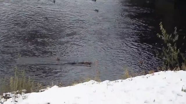 BLACKROCK- Новокузнецкие Хроники