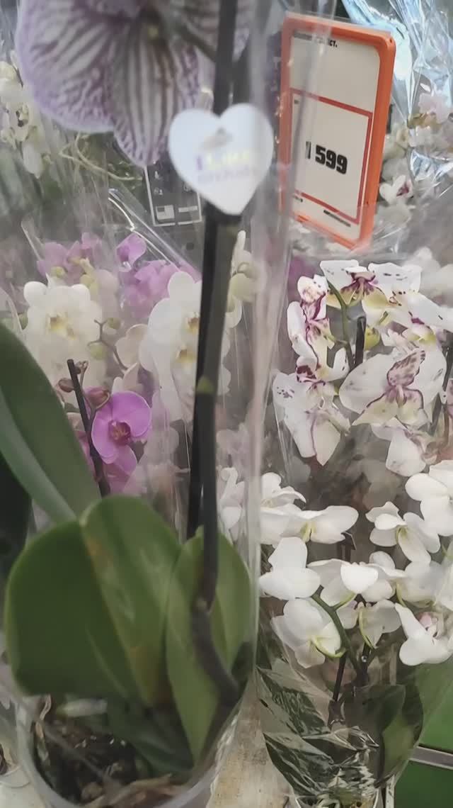 Орхидеи. Phalaenopsis Crown Stripe